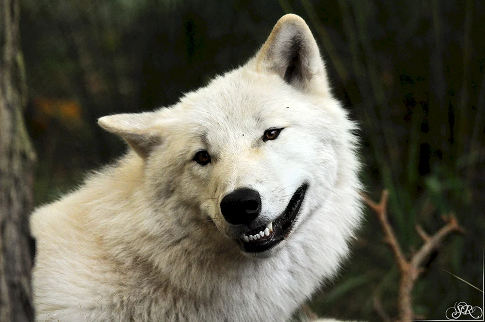Schleichende Wölfe