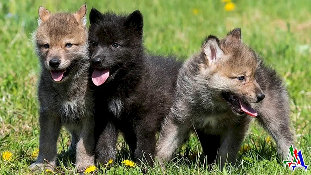 Wolfshund Akella