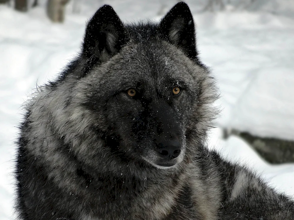 Kanadischer Wolf Melanist