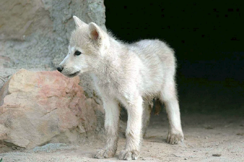 Ein kleines Wolfswelpen.