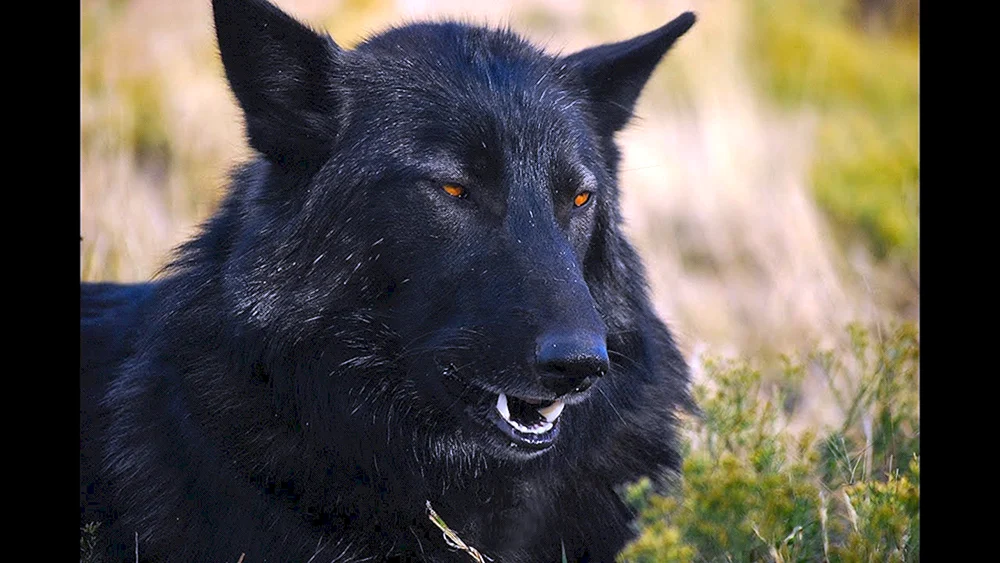 Kanadischer Wolfshund Wolfshund Schwarzer Wolfshund Schwarzer Wolfshund Kanadischer Wolfshund Melanist