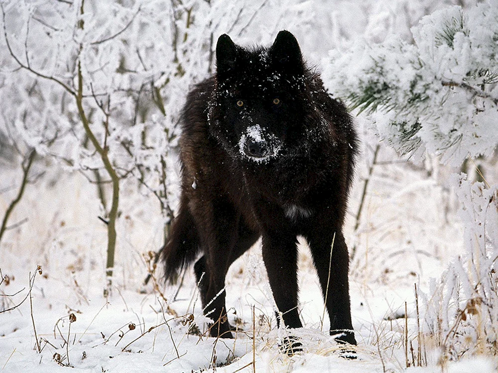 Kanadischer Wolfshund Wolfshund