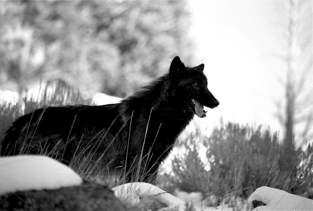Kanadischer Wolf Melanist