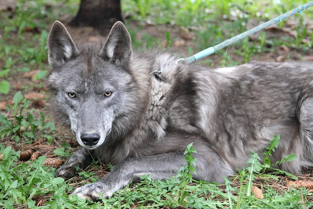 Volkosob Langhaar Wolfshund Hybrid Wolfshund
