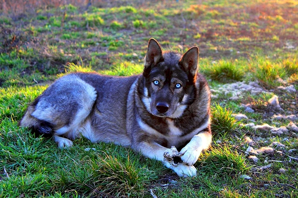 Volkosob Wolfshybrid