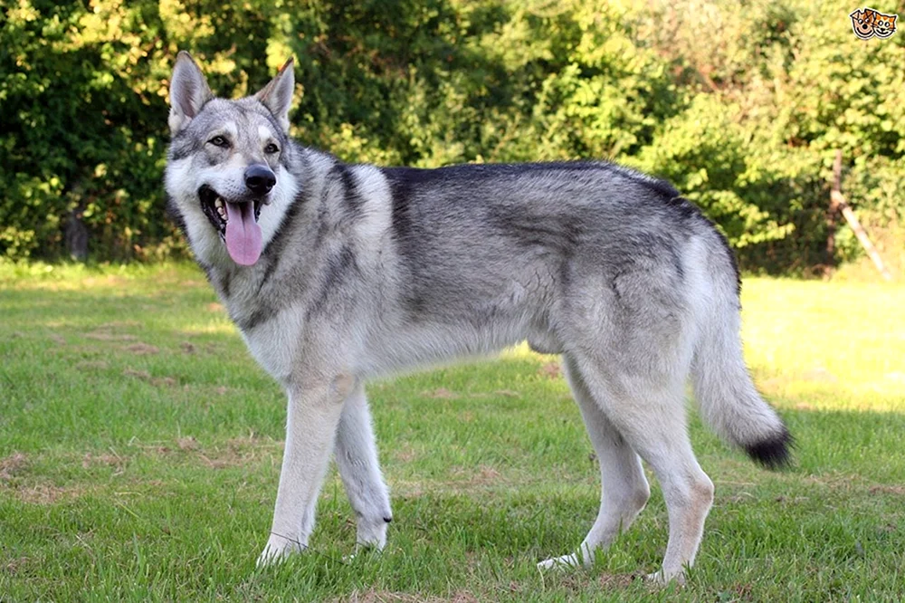 Volkosob Wolfshybrid