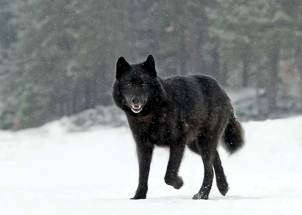 Wolfshund kanadischer schwarzer Wolf