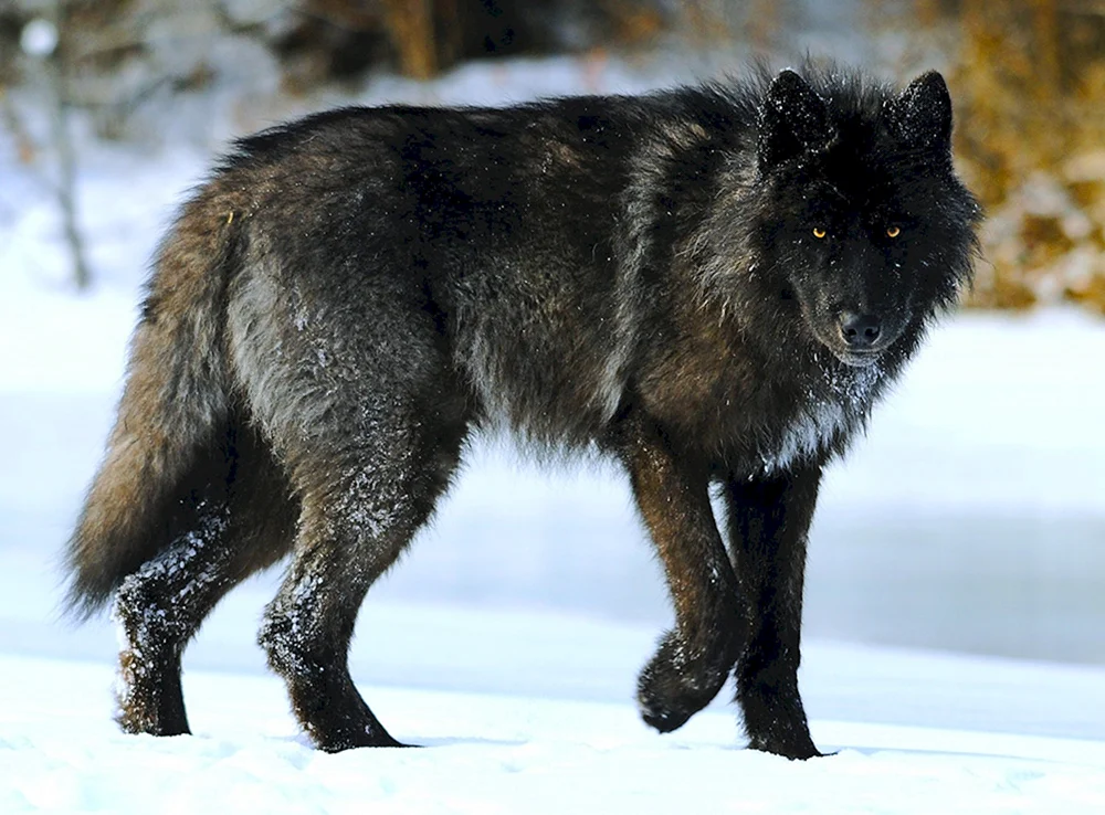 Wolkosob Kanadischer schwarzer Wolf