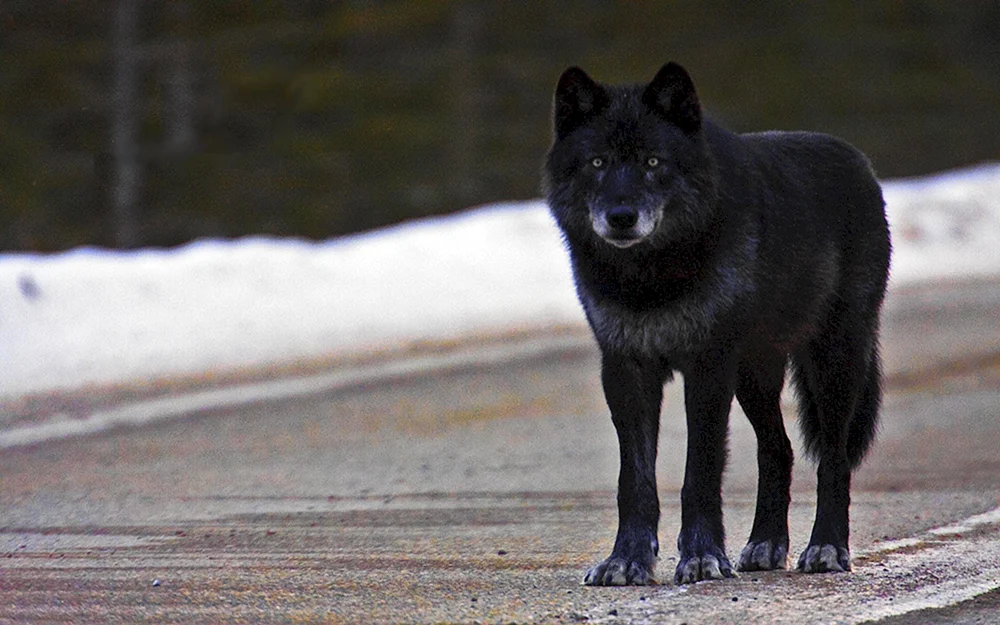 Wolkosob Kanadischer schwarzer Wolf