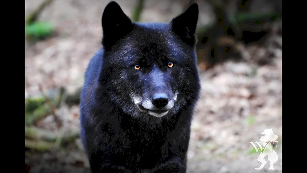 Schwarzer Yellowstone Wolf