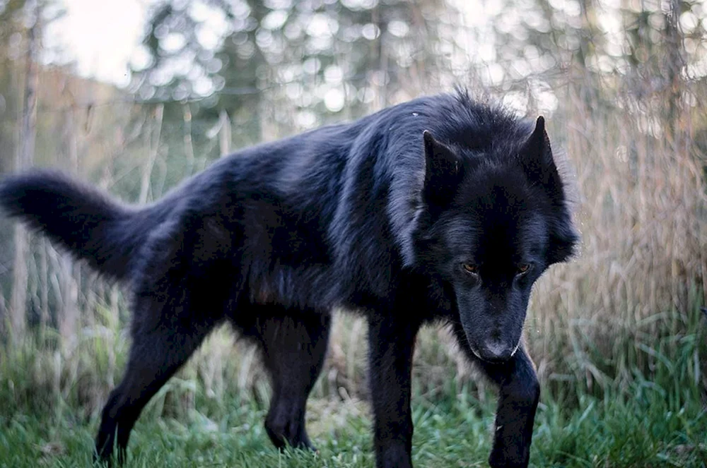 Wolfshund Kanadischer Wolf