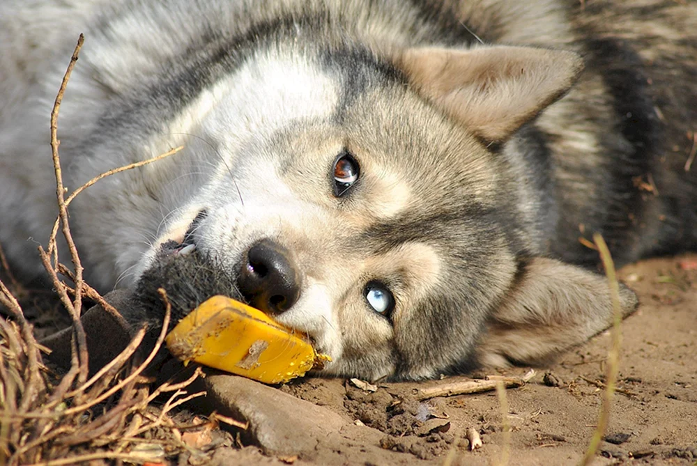 Wolfsbaby