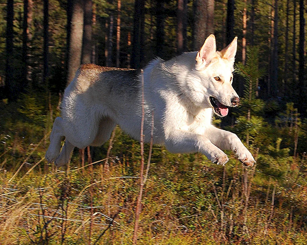 Volkosob Husky