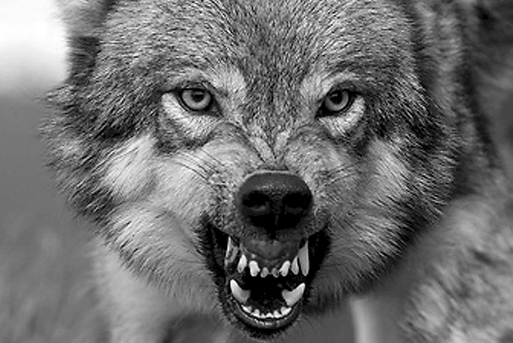 Fenrir-Wolf