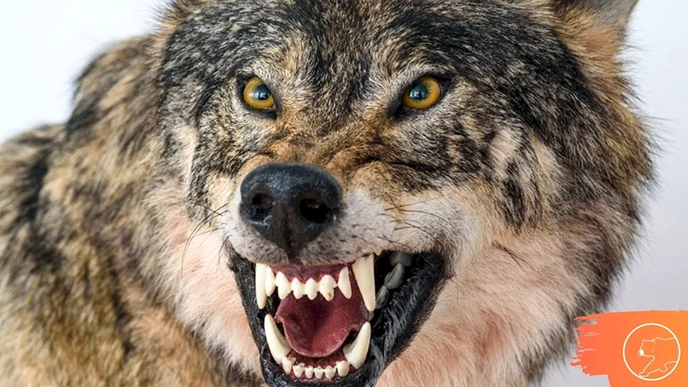 Wolfsbeißer Wolf