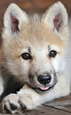 Wolfshund Welpen