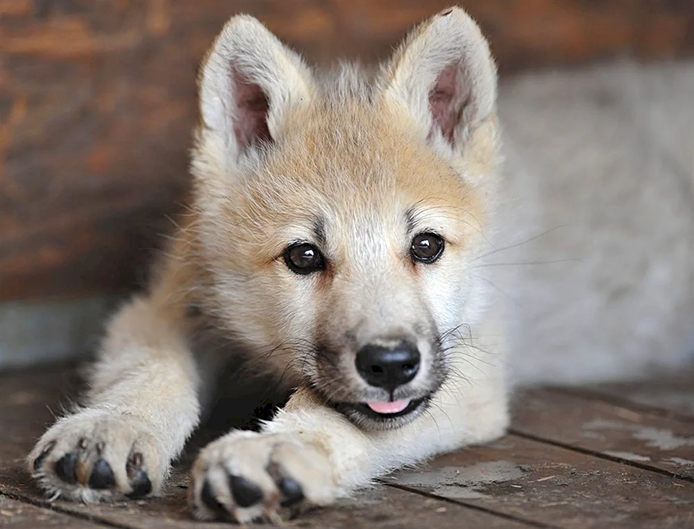Wolfshund Welpen