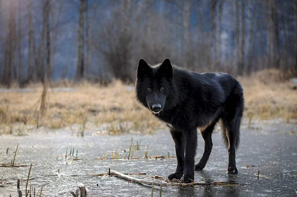 Wolfshund. Wolfshund