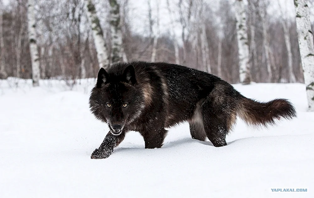 Wolfshund schwarz