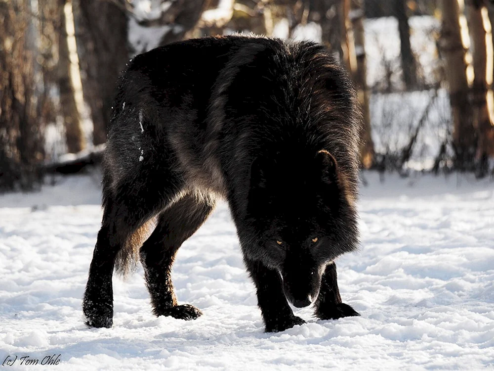 Wolfshund schwarz