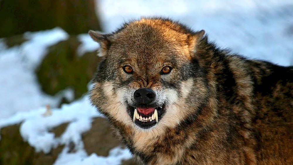 Wolfsbeißer
