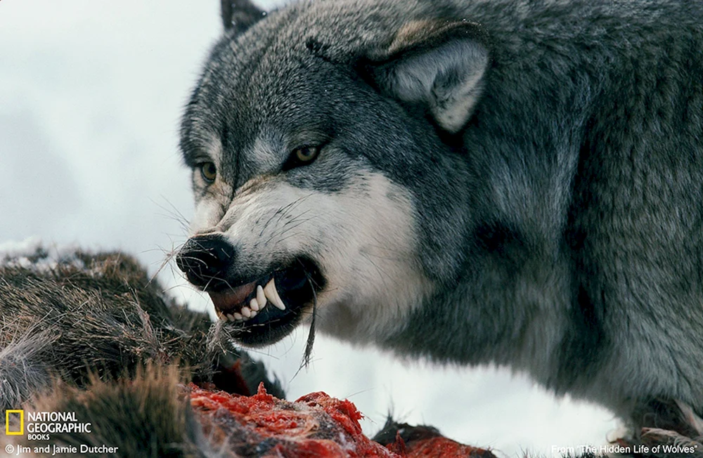 Tschechischer Wolfshahn Biss