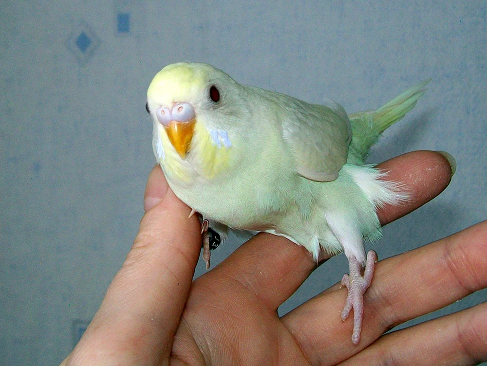 Albino