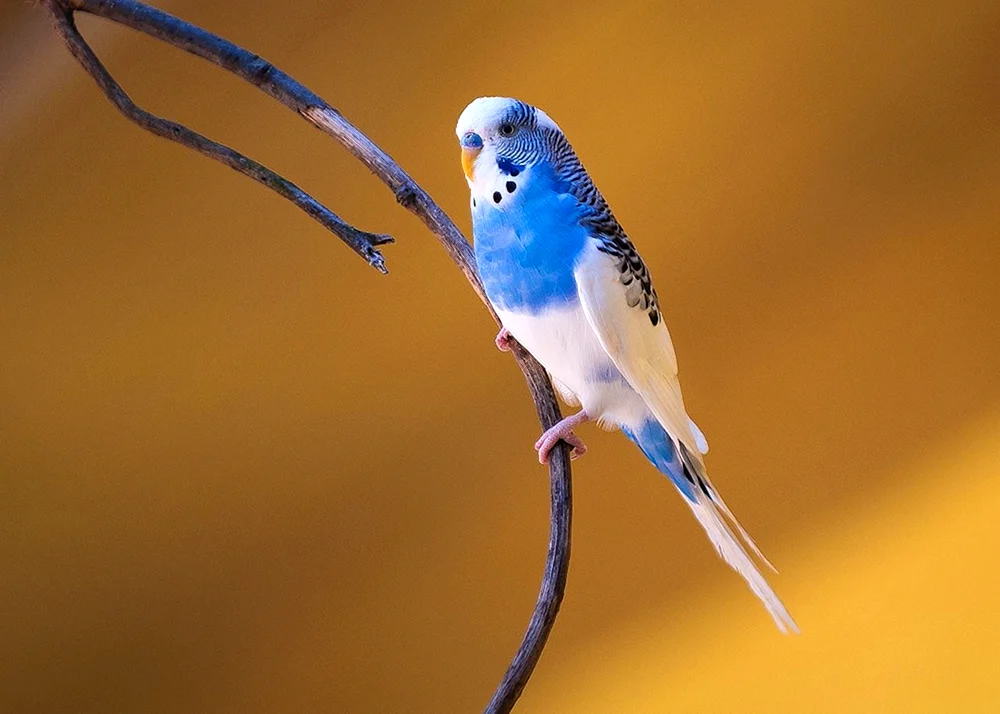 Blauer Wellenpapagei