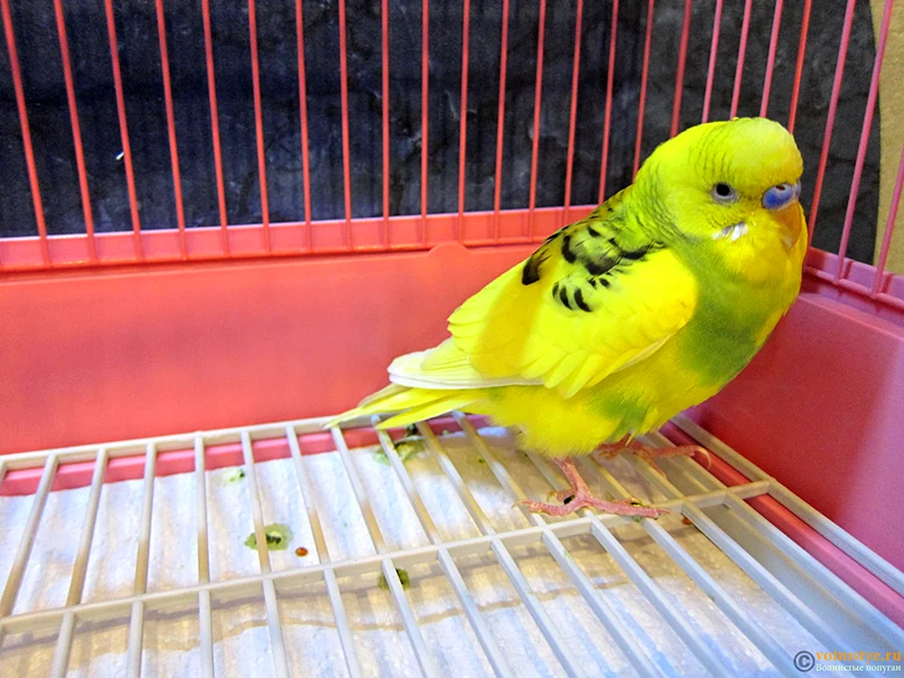 Lutino Parrot