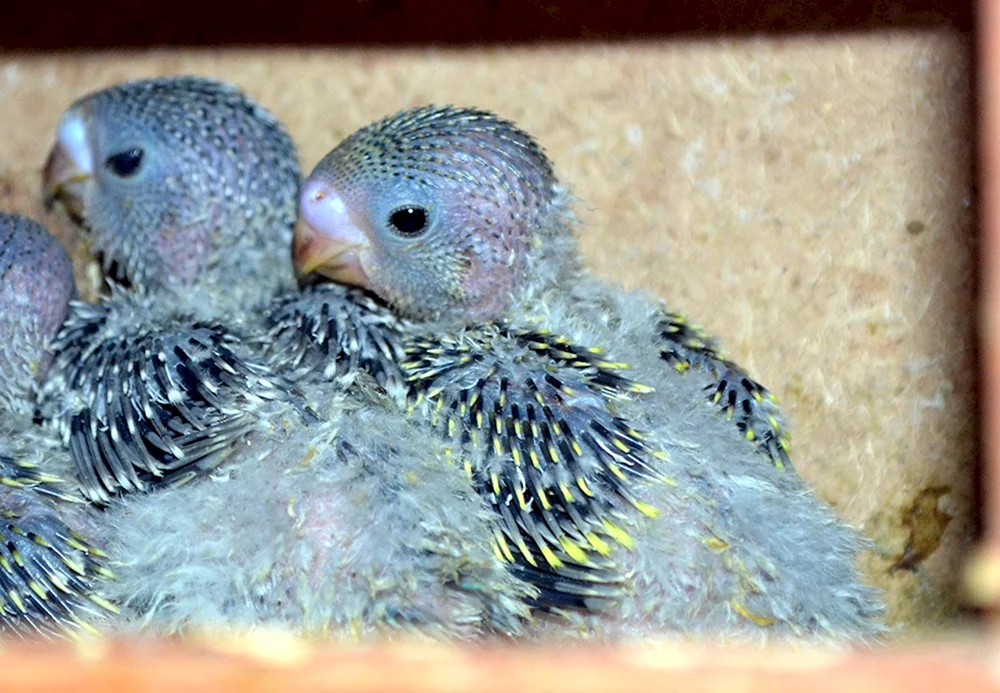 Corella Papageienküken