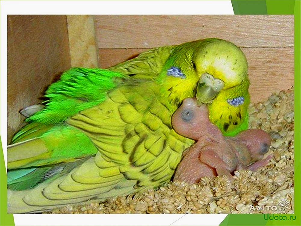 Wellige Papageienküken