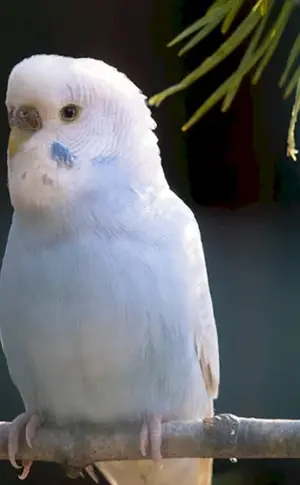 Albino-Wellenpapagei