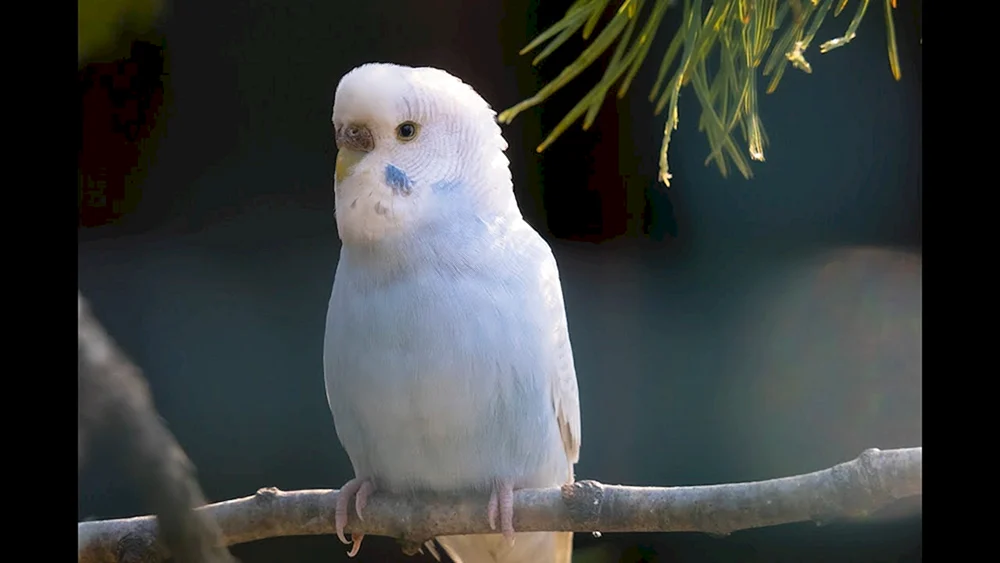 Albino-Wellenpapagei