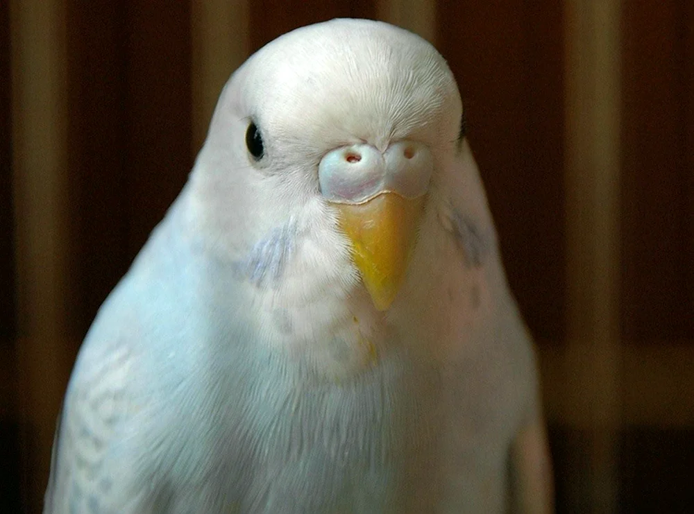Albino-Wellenpapagei