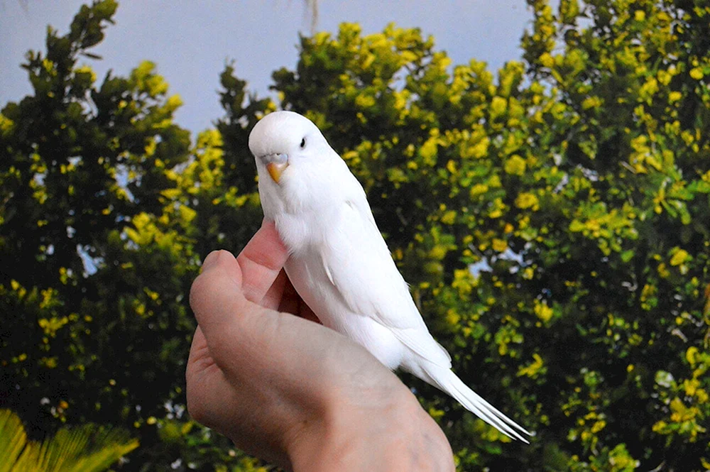 Albino-Wellenpapagei