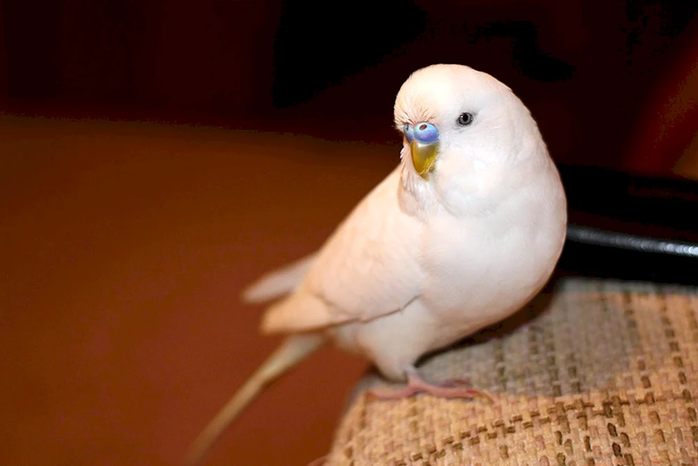 Albino-Wellenpapagei