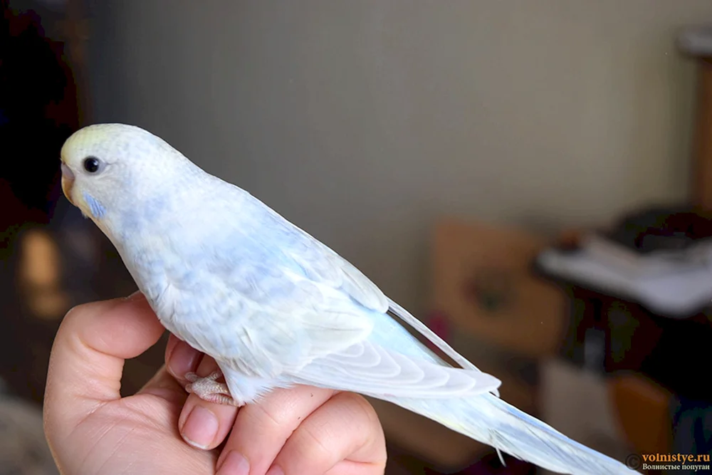 Albino-Wellenpapagei