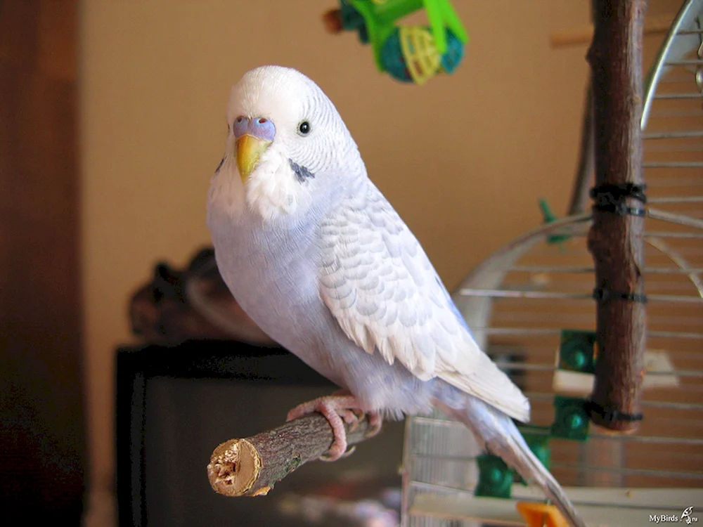Albino-Wellenpapagei