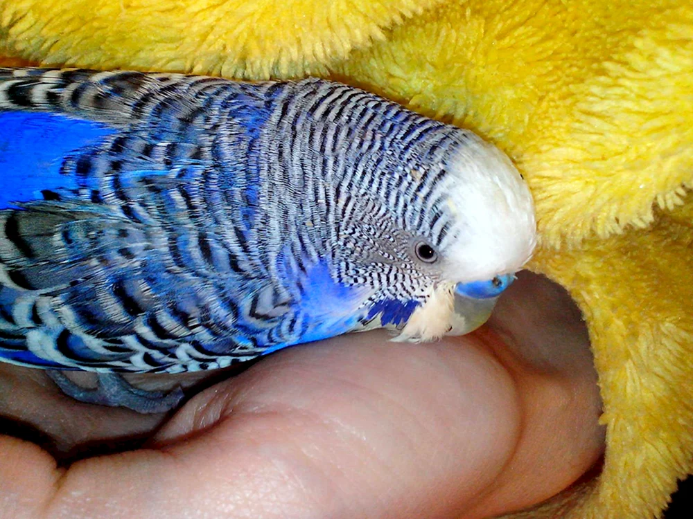 Grünes Männchen