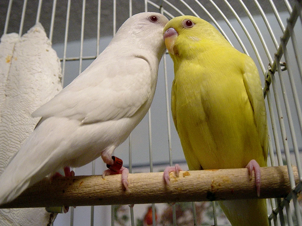 Weißer Albino