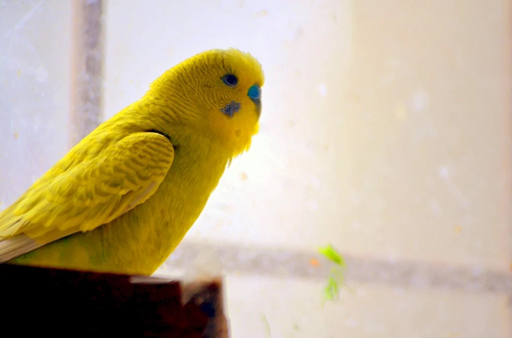 Lutino Parrot