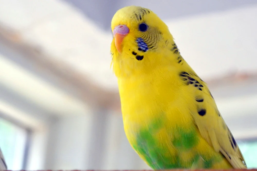 Lutino Parrot