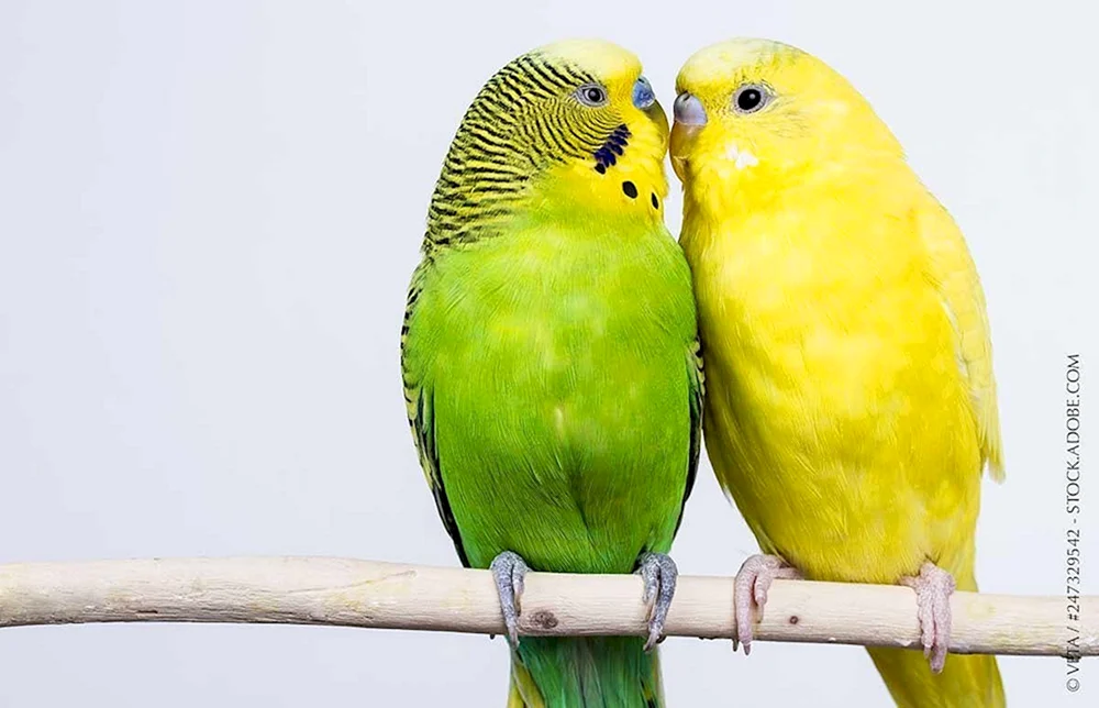 Lutino Parrot Gelb