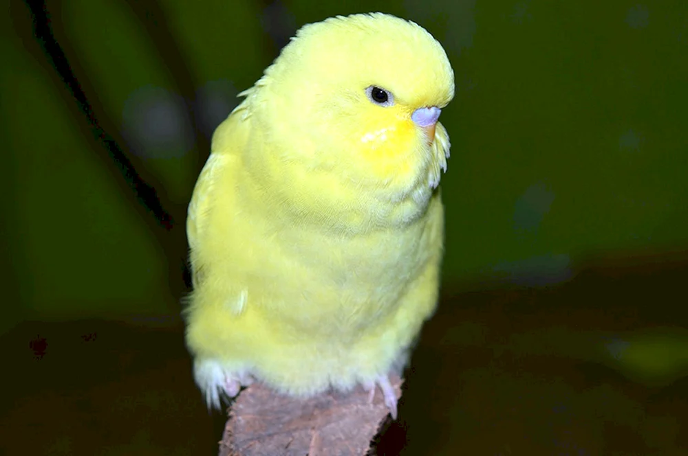 Lutino Parrot