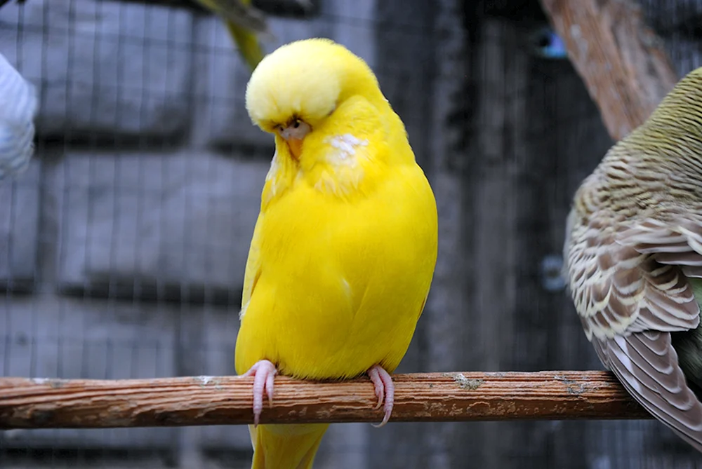 Lutino Parrot