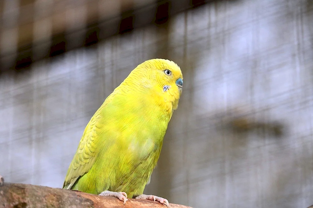 Lutino Parrot. Lutino