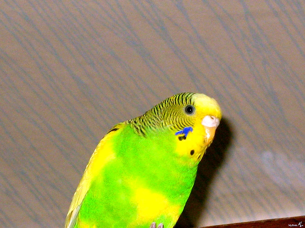 Kakariki-Papageien