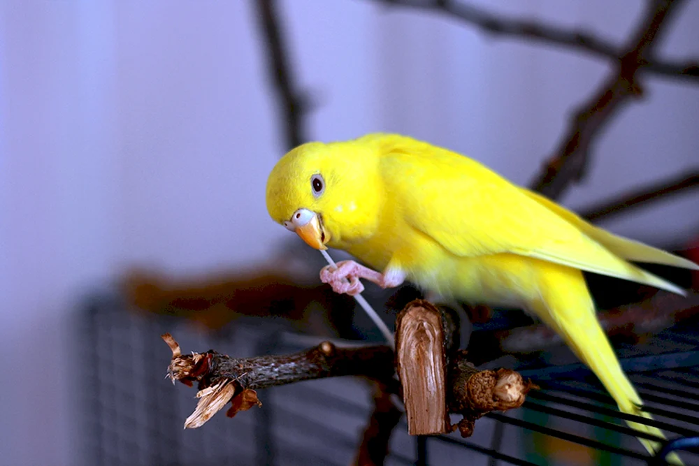 Fisher Goldpapagei