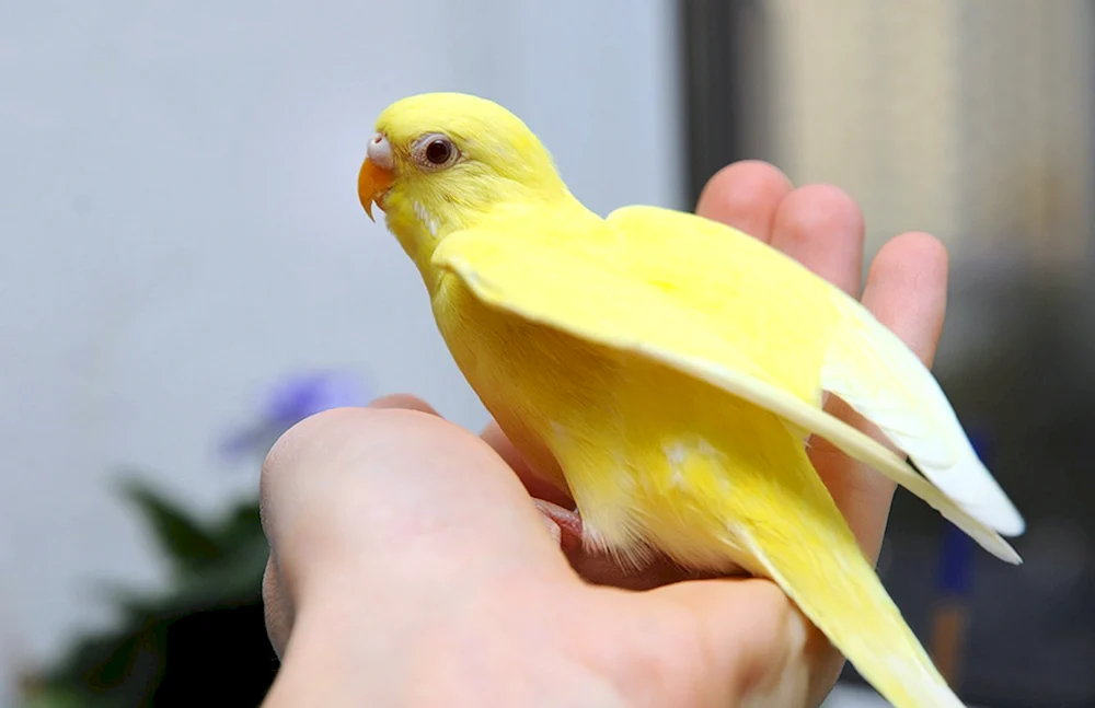 Lutino Parrot