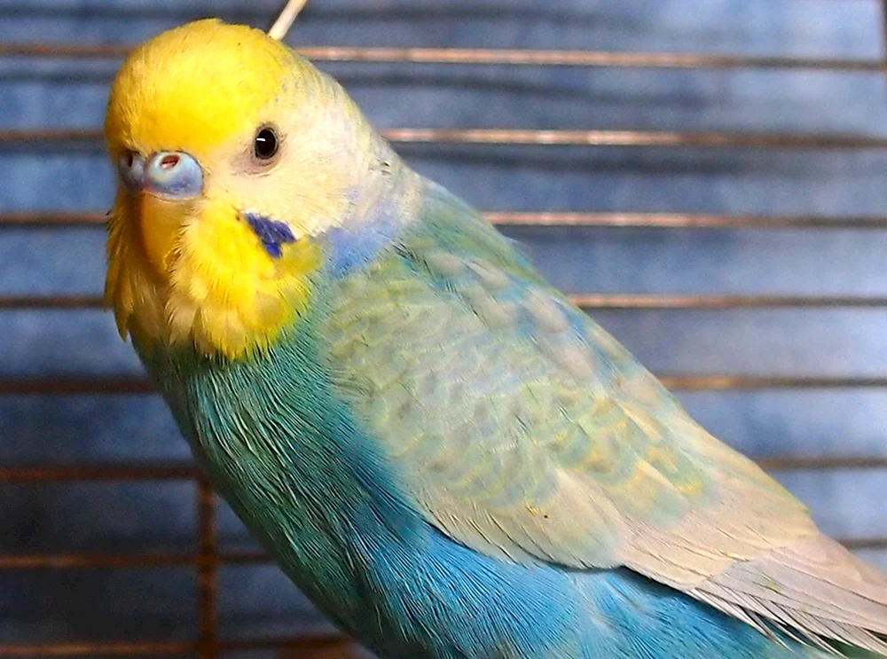Regenbogenpapagei